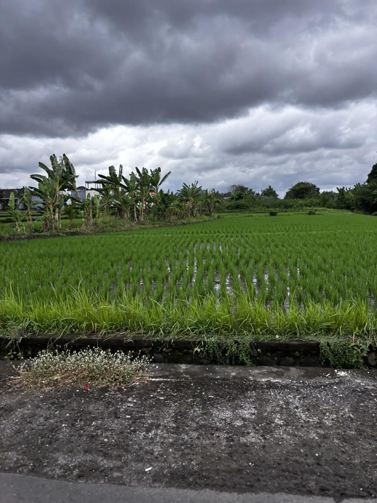 Rice terraces in Bali — cascading vivid green fields in morning light