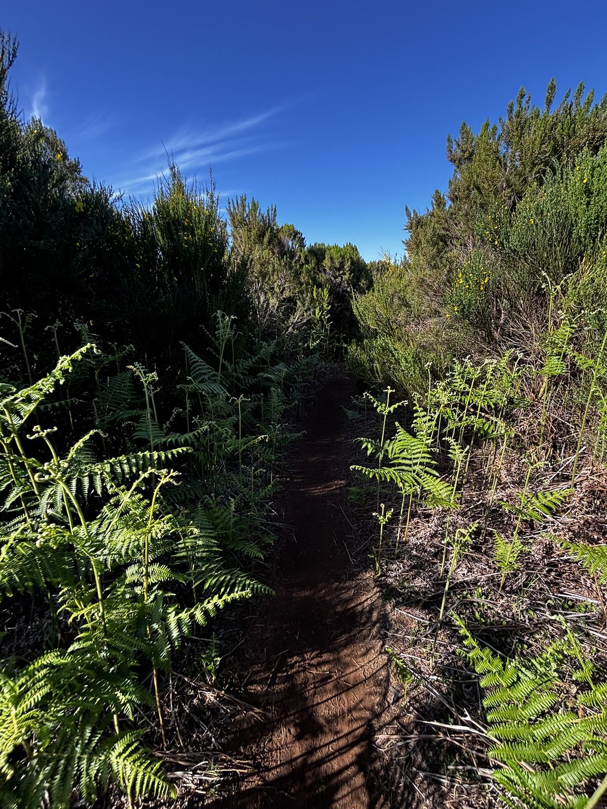 Narrow red dirt path through dense green ferns, Madeira moorland