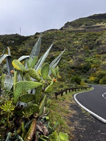 Lush green laurisilva forest in the north of Tenerife